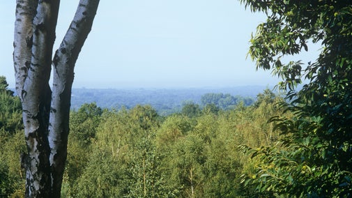 Three silver birch trunks with far-reaching woodland views behind them at Finchampstead Ridges, Berkshire